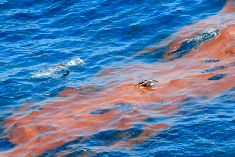 The Gulf of Mexico and its diverse ecosystems and coastal communities continue to feel the impacts of the 2010 oil spill: disaster. Ron Wooten’s photograph shows an Atlantic Striped Dolphin and other members of a pod of more than 100 animals diving into and emerging from long lines of oil ‘mousse.’ The full impacts of the spill on the ecosystem and animals, like the dolphins in Wooten’s photo, are still being studied. Photograph by Ron Wooten Courtesy of Marine Photobank